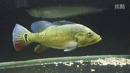 申古三間魚飼料選擇指南，申古三間魚飼料品牌推薦申古三間魚飼料營養(yǎng)成分表