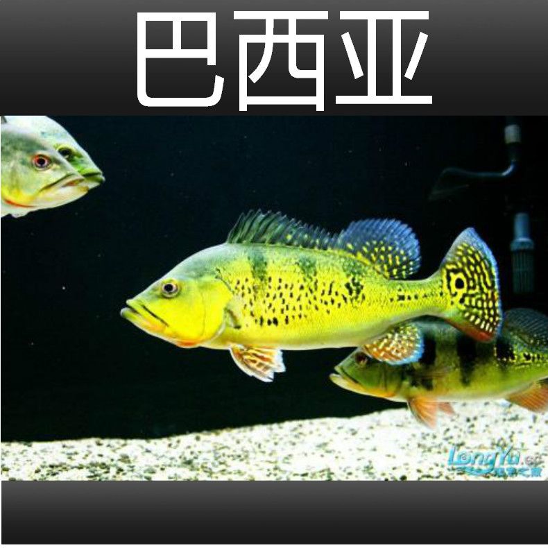 申古三間魚(yú)飼料選擇指南，申古三間魚(yú)飼料品牌推薦申古三間魚(yú)飼料營(yíng)養(yǎng)成分表 觀賞魚(yú)市場(chǎng)（混養(yǎng)魚(yú)） 第5張