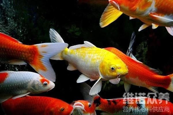 觀賞魚繁殖期飼料通用標(biāo)準(zhǔn)，觀賞魚繁殖期飼料的通用標(biāo)準(zhǔn)