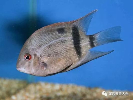 黑云魚繁殖期飼料品牌推薦，黑云魚繁殖期飼料品牌推薦黑云魚繁殖期飼料品牌推薦