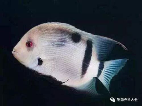 黑云魚繁殖期飼料品牌推薦，黑云魚繁殖期飼料品牌推薦黑云魚繁殖期飼料品牌推薦 觀賞魚市場（混養(yǎng)魚） 第2張