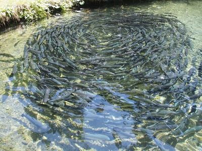 巴西亞魚苗水草配置指南，養(yǎng)殖巴西亞魚苗的注意事項(xiàng)