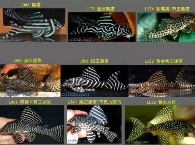 帝王迷宮魚(yú)品種間的價(jià)格差異，帝王迷宮魚(yú)價(jià)格差異 觀賞魚(yú)市場(chǎng)（混養(yǎng)魚(yú)） 第2張