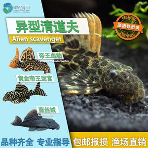 帝王迷宮魚(yú)品種間的價(jià)格差異，帝王迷宮魚(yú)價(jià)格差異 觀賞魚(yú)市場(chǎng)（混養(yǎng)魚(yú)） 第5張