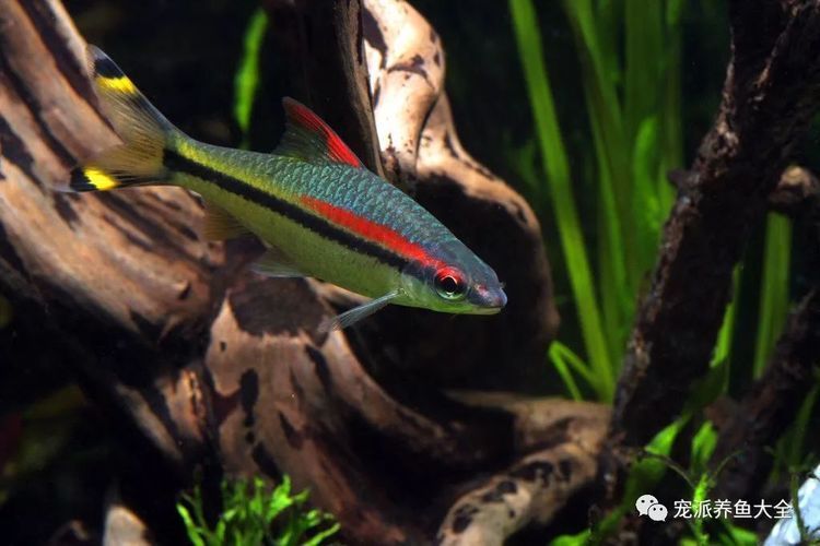 一眉道人魚適宜的餌料選擇，一眉道人魚飼料品牌推薦