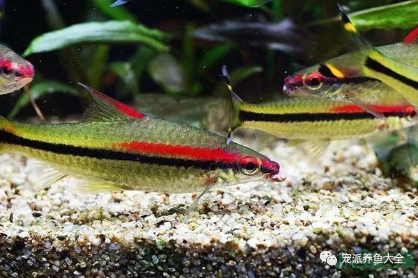 一眉道人魚適宜的餌料選擇，一眉道人魚飼料品牌推薦 觀賞魚市場(chǎng)（混養(yǎng)魚） 第2張