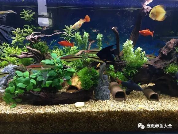 一眉道人魚適宜的餌料選擇，一眉道人魚飼料品牌推薦 觀賞魚市場(chǎng)（混養(yǎng)魚） 第5張