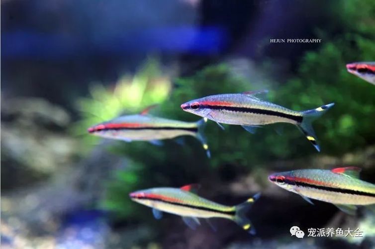 一眉道人魚適宜的餌料選擇，一眉道人魚飼料品牌推薦 觀賞魚市場(chǎng)（混養(yǎng)魚） 第4張