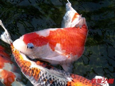 錦鯉魚冬季保溫方法，冬季錦鯉魚飼料選擇指南,錦鯉魚冬季水質(zhì)管理技巧 觀賞魚市場（混養(yǎng)魚） 第4張