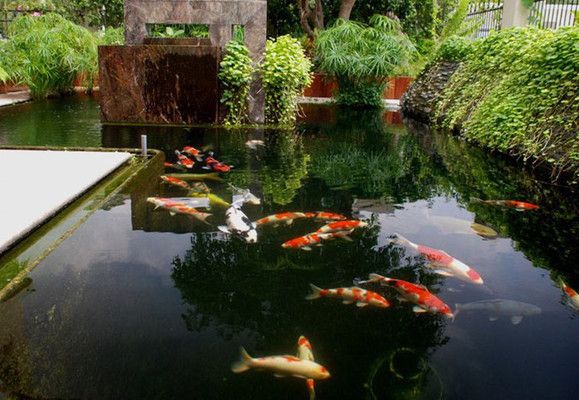 錦鯉魚冬季保溫方法，冬季錦鯉魚飼料選擇指南,錦鯉魚冬季水質(zhì)管理技巧