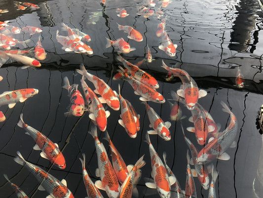 錦鯉魚冬季保溫方法，冬季錦鯉魚飼料選擇指南,錦鯉魚冬季水質(zhì)管理技巧 觀賞魚市場（混養(yǎng)魚） 第3張