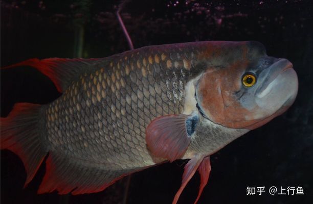 金龍魚(yú)怎么養(yǎng)發(fā)色好看，金龍魚(yú)增色飼料配方金龍魚(yú)背景顏色選擇指南 龍魚(yú)百科 第4張