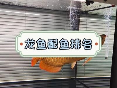 龍魚混養(yǎng)魚最佳搭配方法是什么，龍魚混養(yǎng)最佳配魚方法 龍魚百科 第4張