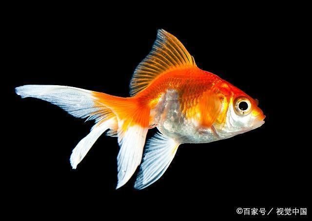 幼魚期營養(yǎng)均衡食譜推薦，如何挑選新鮮三文魚,寶寶魚刺處理技巧