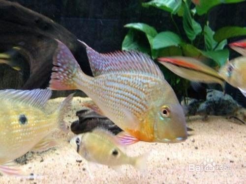 紅珍珠關刀魚繁殖期飼料調(diào)整，關于紅珍珠關刀魚繁殖期飼料調(diào)整的建議