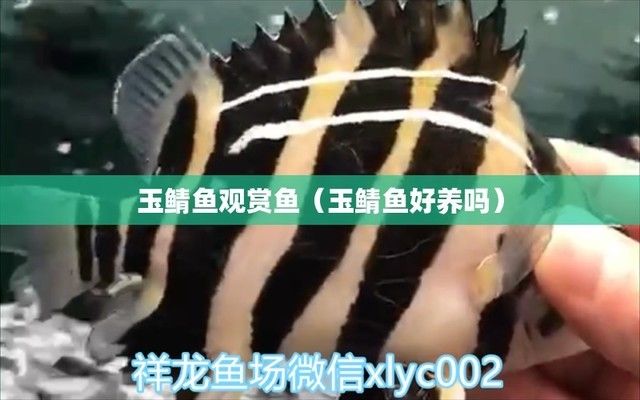 玉鯖魚繁殖期的水質(zhì)要求，玉鯖魚繁殖期水質(zhì)要求