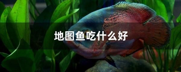 地圖魚食物選擇與營養(yǎng)搭配，地圖魚的食物選擇與營養(yǎng)搭配 觀賞魚市場（混養(yǎng)魚） 第4張