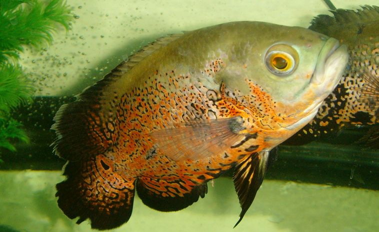 地圖魚食物選擇與營養(yǎng)搭配，地圖魚的食物選擇與營養(yǎng)搭配 觀賞魚市場（混養(yǎng)魚） 第3張