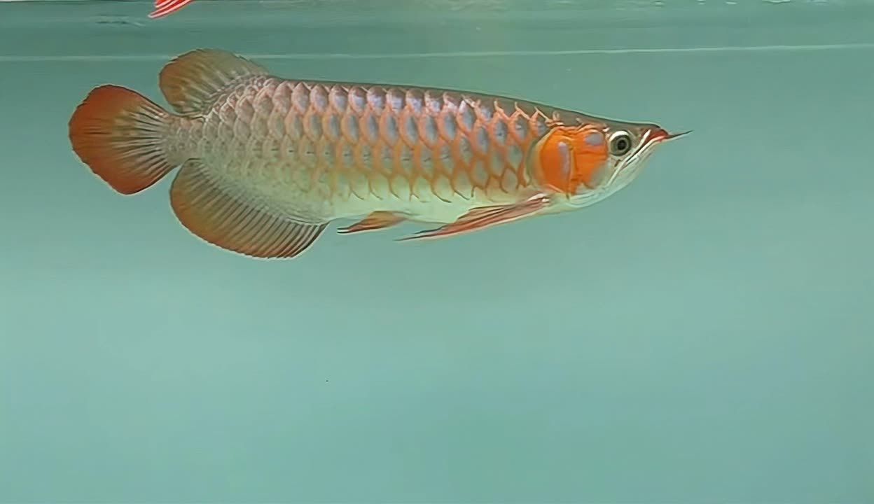 龍魚有公母嗎，龍魚繁殖條件有哪些龍魚飼養(yǎng)的誤區(qū)解析龍魚飼養(yǎng)的誤區(qū) 龍魚百科 第3張