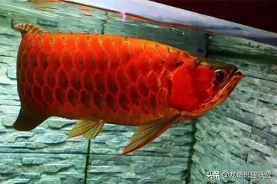 龍魚有公母嗎，龍魚繁殖條件有哪些龍魚飼養(yǎng)的誤區(qū)解析龍魚飼養(yǎng)的誤區(qū) 龍魚百科 第2張