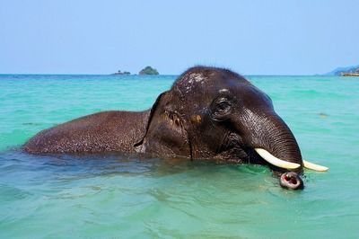 祥龍水族護理水，祥龍水族護理水是一款專為水族愛好者設(shè)計的水族護理水 觀賞魚市場（混養(yǎng)魚） 第5張