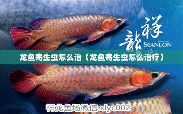 金龍魚油產地，金龍魚油在國際市場上享有較高的聲譽，在國際市場上享有較高聲譽 水族問答 第4張