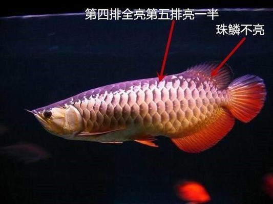 紅龍福龍魚的選購技巧，紅龍魚健康狀態(tài)自檢方法 觀賞魚市場（混養(yǎng)魚） 第2張