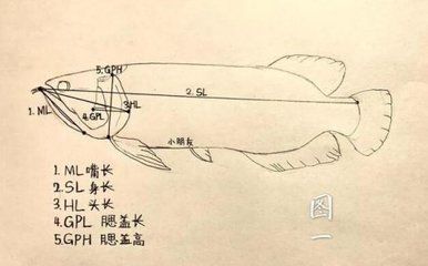 龍魚尺寸尾巴也算嗎，龍魚尺寸影響價(jià)值嗎,龍魚成長記錄方法 龍魚百科 第4張