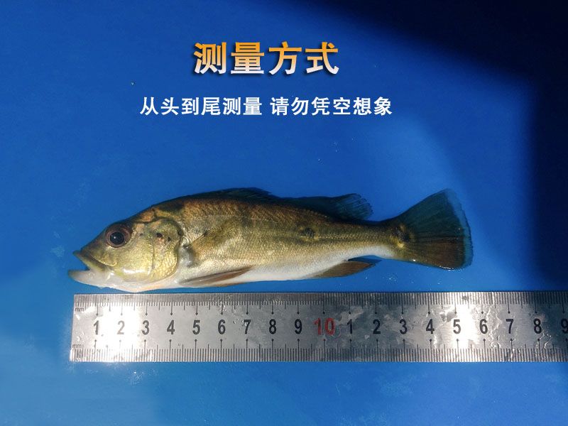 龍魚尺寸尾巴也算嗎，龍魚尺寸影響價(jià)值嗎,龍魚成長記錄方法 龍魚百科 第3張