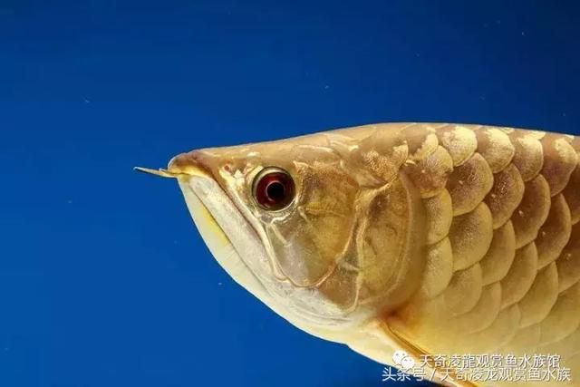 龍魚(yú)趴缸不吃食怎么辦，當(dāng)龍魚(yú)在魚(yú)缸中趴缸不吃食時(shí)可能是由多種原因造成的