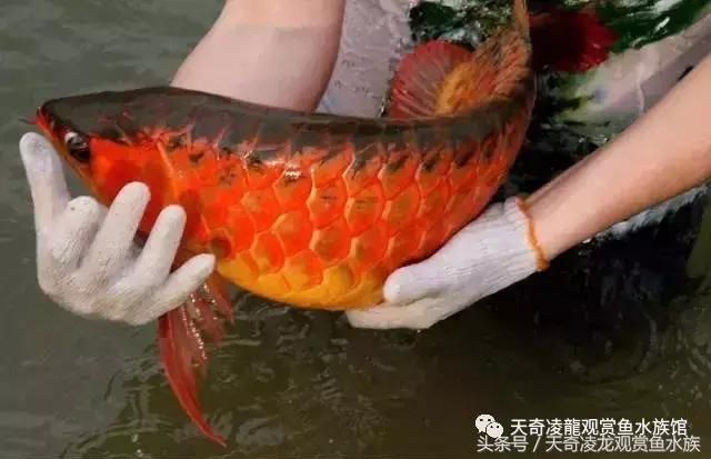 龍魚(yú)趴缸不吃食怎么辦，當(dāng)龍魚(yú)在魚(yú)缸中趴缸不吃食時(shí)可能是由多種原因造成的