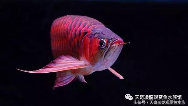 龍魚(yú)趴缸不吃食怎么辦，當(dāng)龍魚(yú)在魚(yú)缸中趴缸不吃食時(shí)可能是由多種原因造成的