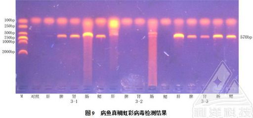 PCR技術(shù)在魚類疾病診斷中的應(yīng)用，pcr技術(shù)在魚類疾病早期診斷中的應(yīng)用 觀賞魚市場(chǎng)（混養(yǎng)魚） 第3張