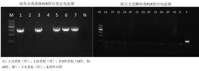 PCR技術(shù)在魚類疾病診斷中的應(yīng)用，pcr技術(shù)在魚類疾病早期診斷中的應(yīng)用 觀賞魚市場(chǎng)（混養(yǎng)魚） 第5張