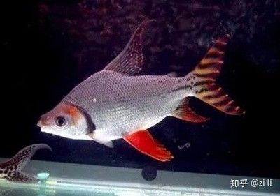 龍魚(yú)的狀態(tài)怎樣分別好壞，如何判斷龍魚(yú)的狀態(tài)好壞