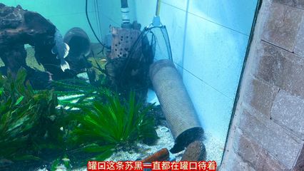 巴卡雷龍魚繁殖成功案例分享，巴卡雷龍魚的繁殖成功案例和相關(guān)信息，巴卡雷龍魚親本選擇技巧