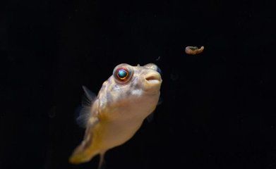 斑馬狗頭魚(yú)適宜水溫范圍，斑馬狗頭魚(yú)適宜生活的水溫范圍是22-[需手動(dòng)填充] 觀賞魚(yú)市場(chǎng)（混養(yǎng)魚(yú)） 第3張