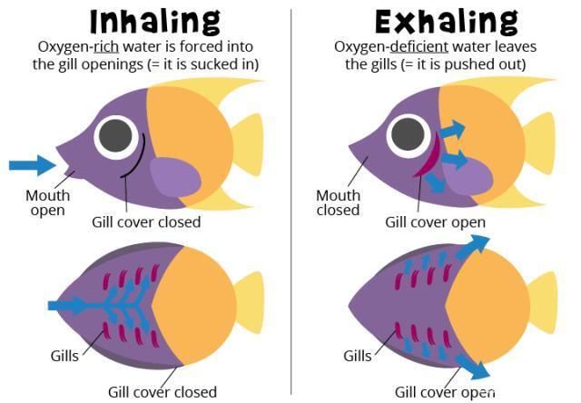 肺魚肺部結(jié)構(gòu)的進化過程，探索肺魚的肺部結(jié)構(gòu)的進化歷程 觀賞魚市場（混養(yǎng)魚） 第2張