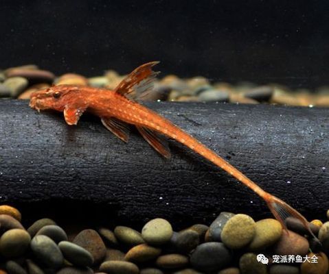 潛水艇魚適宜水溫范圍，關(guān)于潛水艇魚的養(yǎng)護(hù) 觀賞魚市場（混養(yǎng)魚） 第2張