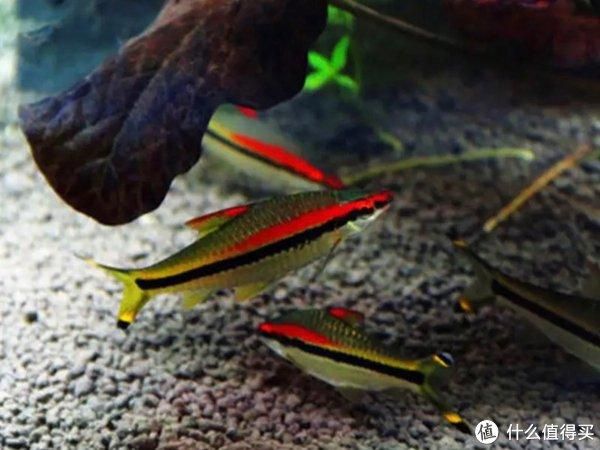 一眉道人魚苗適宜水族箱尺寸，一眉道人魚苗的適宜水族箱尺寸 觀賞魚市場（混養(yǎng)魚） 第1張