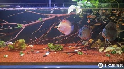 一眉道人魚苗適宜水族箱尺寸，一眉道人魚苗的適宜水族箱尺寸 觀賞魚市場（混養(yǎng)魚） 第2張