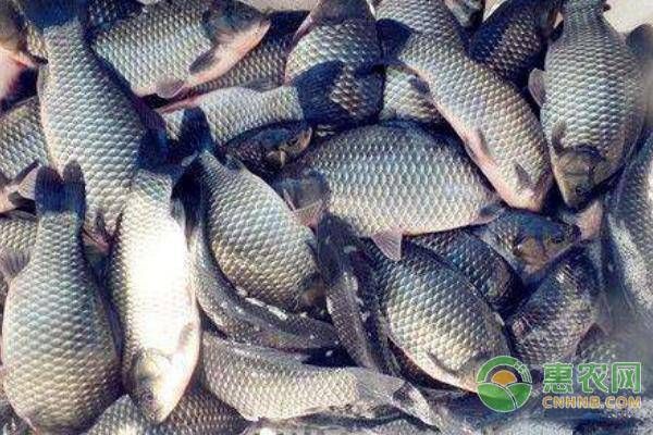 元寶鯽魚飼料自制方法，元寶鯽魚飼料添加劑選擇元寶鯽魚飼料營養(yǎng)均衡指南 觀賞魚市場（混養(yǎng)魚） 第2張