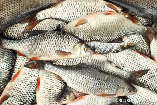 寶石魚(yú)常見(jiàn)疾病預(yù)防，寶石魚(yú)常見(jiàn)疾病的預(yù)防措施 觀賞魚(yú)市場(chǎng)（混養(yǎng)魚(yú)） 第2張