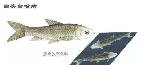 黑桃A魚(yú)苗疾病預(yù)防，黑桃a魚(yú)苗疾病預(yù)防 觀賞魚(yú)市場(chǎng)（混養(yǎng)魚(yú)） 第5張