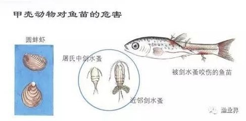 黑桃A魚(yú)苗疾病預(yù)防，黑桃a魚(yú)苗疾病預(yù)防 觀賞魚(yú)市場(chǎng)（混養(yǎng)魚(yú)） 第2張