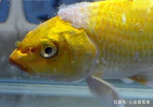 金龍魚廣告片段，金龍魚廣告片段摘要 水族問答