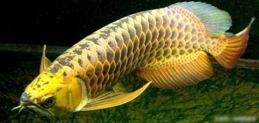 金龍魚可以釣到嗎，《天天釣魚》金龍魚在現(xiàn)實生活中可以釣到嗎？