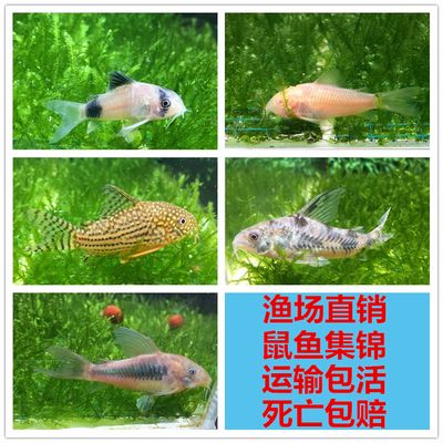 預(yù)防三間鼠魚白點病方法，三間鼠魚白點病日常護(hù)理 觀賞魚市場（混養(yǎng)魚） 第3張