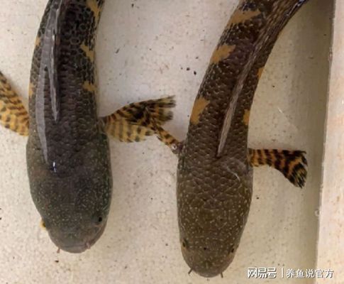 雷龍魚(yú)品種鑒別技巧，如何根據(jù)雷龍魚(yú)的顏色、體型、鱗片特征等方面進(jìn)行品種鑒別 觀賞魚(yú)市場(chǎng)（混養(yǎng)魚(yú)） 第3張