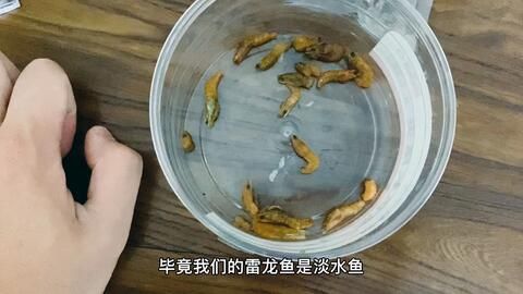 雷龍魚吃什么，雷龍魚專用飼料品牌推薦